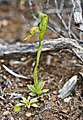 Pterostylis tasmanica