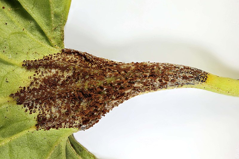 File:Puccinia fergussonii on Viola palustris.jpg