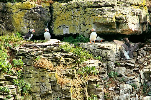 Puffins - Puffin Island Anglesey (20159545318)