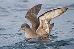 Thumbnail for Short-tailed shearwater