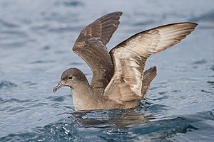 Berta minore (Ardenna tenuirostris)