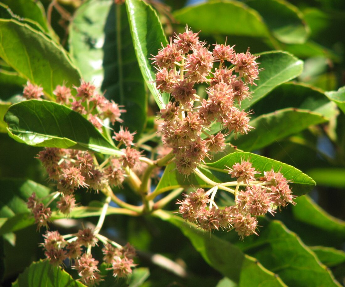 Pullea (plant)