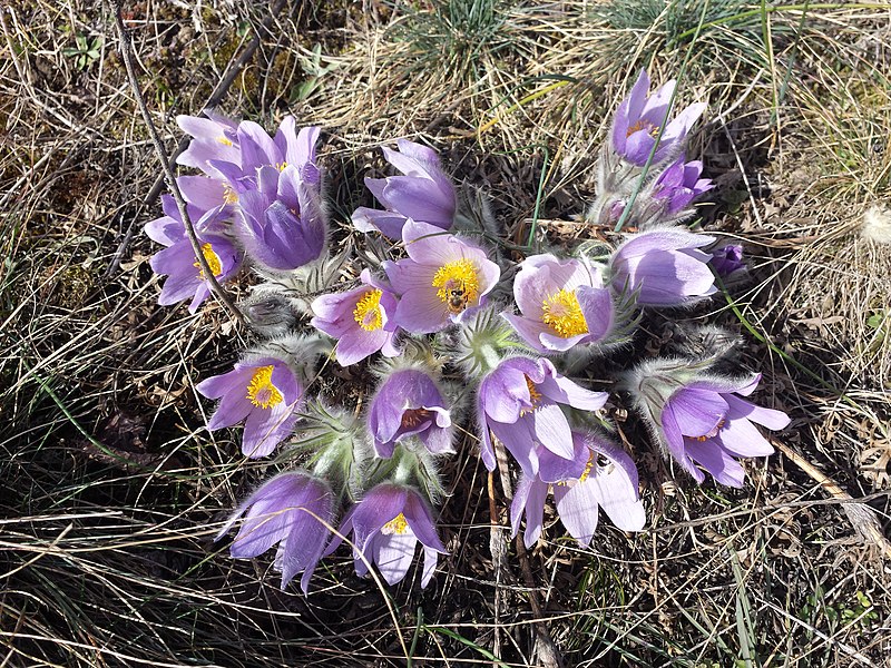 File:Pulsatilla grandis sl28.jpg