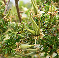Purshia glandulosa 14.jpg