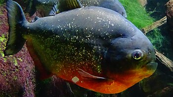 Piraña à ventre rouge (Pygocentrus nattereri). Ils atteignet 40 cm et 3,8 kilos de poids. Ils attaquent en bandes surtout en saison sèche dans les mares isolées. Piégés et regroupés dans des points d'eau asséchés, les premières attaques sont cannibales portant sur les individus les plus faibles ; ils sont alors affamés, et tout ce qui se trouve à leur portée est une proie potentielle.