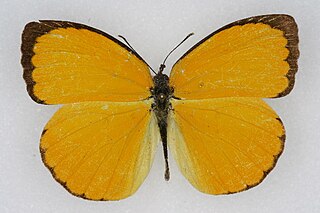 <i>Eurema dina</i> Species of butterfly