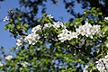 Pyrus communis flowers