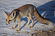 Rot- und Graufuchs im Schnee