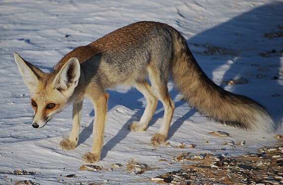 Renard famélique en Égypte en août 2010.