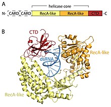 RIG-I domain architecture. (A) Schematic representation of full-length RIG-I. (B) X-ray crystal structure of RNA-bound RIG-I (PDB: 2YKG ), excluding the CARD domains. RIG-I like receptors Figure 1.jpg