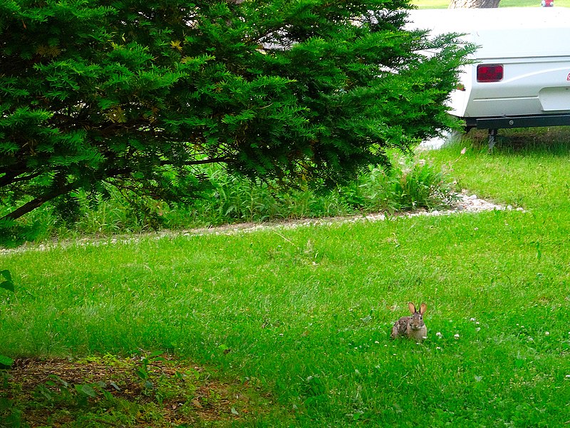 File:Rabbit in My Yard - panoramio.jpg