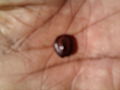 Rain Tree Seed (2).jpg