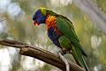 RainbowLorikeetPosing.JPG