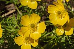 Thumbnail for Ranunculus adoneus