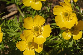 Ranunculus adoneus