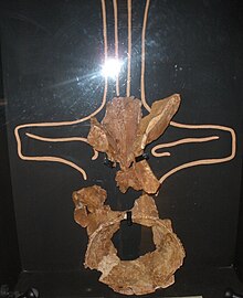 Rebbachisaurus garasbae vertebra.JPG