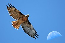 Red-tailed Hawk with moon over Estero Bay CA Red-tailed Hawk with moon over Estero Bay CA - composition red-tail-moon-composite-2630s (323660913).jpg