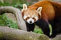 Red Panda (16894011506).jpg