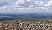 Tulemuse "Pallas-Yllästunturi rahvuspark" pisipilt