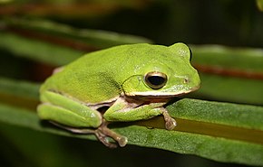 Descripción de la imagen Rhacophorus arvalis (ranita verde de las tierras de cultivo) .jpg.