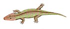 萊因鱷螈（Rhinesuchus whaitsi）