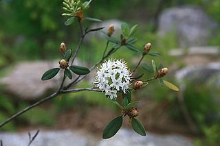 <i>Rhododendron micranthum</i> species of plant