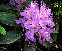 Rhododendron × ponticum.