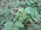 Rhus chinensis.jpg