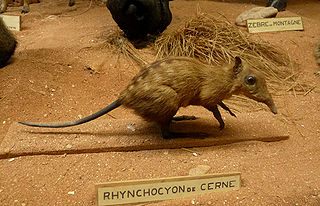 <span class="mw-page-title-main">Checkered elephant shrew</span> Species of mammal