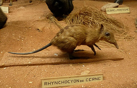 Rhynchocyon de Cerne.jpg