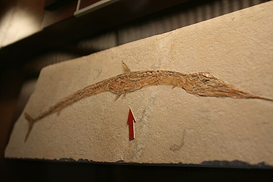 Rhynchodercetis with its prey from Lebanon in the Naturhistorisches Museum (Vienna)