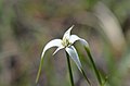Rhynchospora colorata (white star sedge) 1.jpg