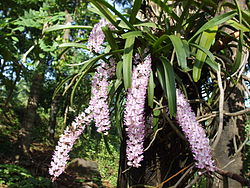 Rhynchostylis retusa.JPG