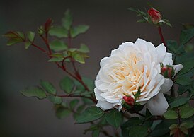 Rosa 'Crocus Rose' Россия, Владимирская область