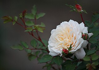 'Crocus Rose', Austin 2000