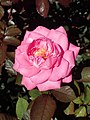 Rosa Eliza, Kordes, 1994 (Allemagne) KORlis