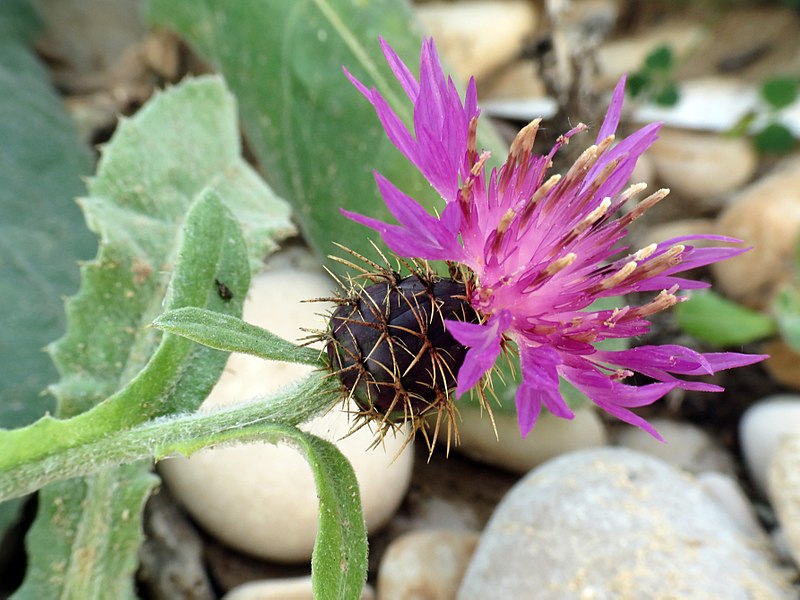 File:Rough Star-thistle - Flickr - treegrow (1).jpg