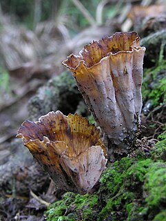 <i>Podoscypha petalodes</i> species of fungus