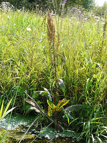 File:Rumex aquaticus Schwalm (cropped).jpg