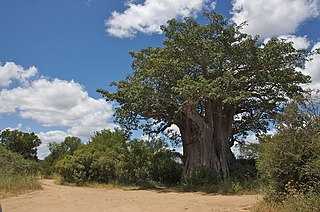 <span class="mw-page-title-main">Glencoe Baobab</span> Baobab tree in South Africa