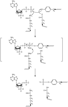 A model for a proposed SN2-like In-Line Displacement mechanism of Tyrosine Sulfation SN2-like Mechanism Model for TPST.png