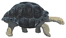 Life restoration by Julian P. Hume Saddle-backed Mauritius giant tortoise.jpg