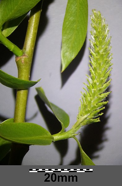 File:Salix fragilis (s. str.) sl15.jpg