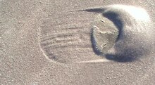 Arquivo: Sand Dollar digging in.ogv