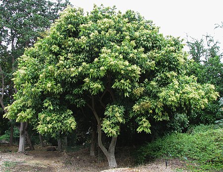 Bồ hòn