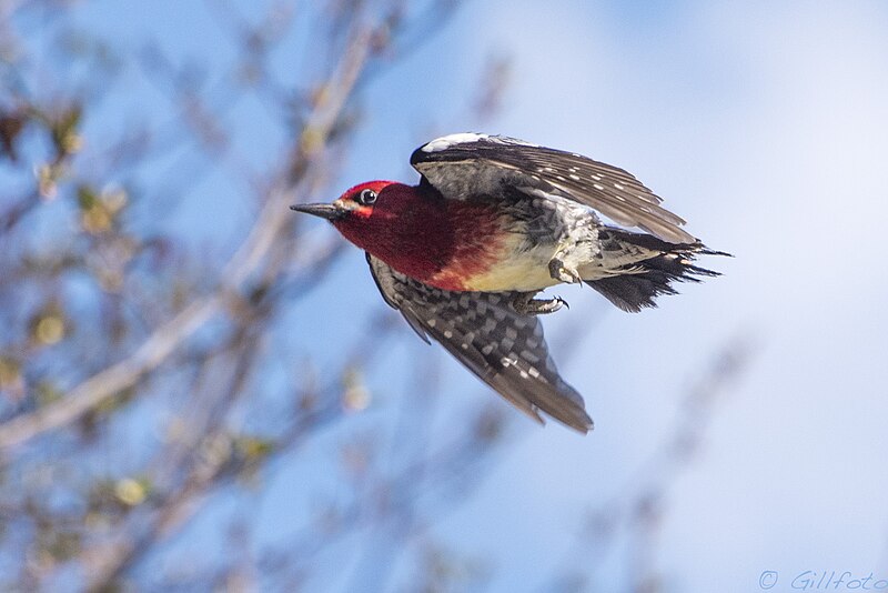 File:Sapsucker 129 (34461319466).jpg