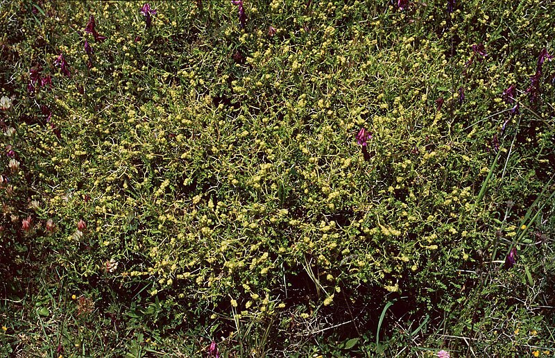 File:Sarcopoterium spinosum 1.jpg