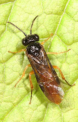 Halidamia affinis