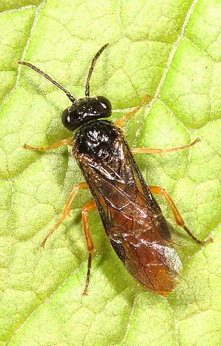 <i>Halidamia affinis</i> Species of sawfly