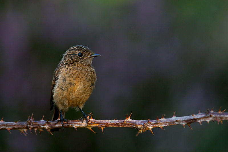 File:Saxicola rubicola 3 young (Marek Szczepanek).jpg